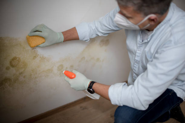 Best Residential Mold Removal  in Manasquan, NJ