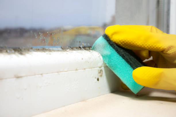 Best Professional Mold Removal  in Manasquan, NJ