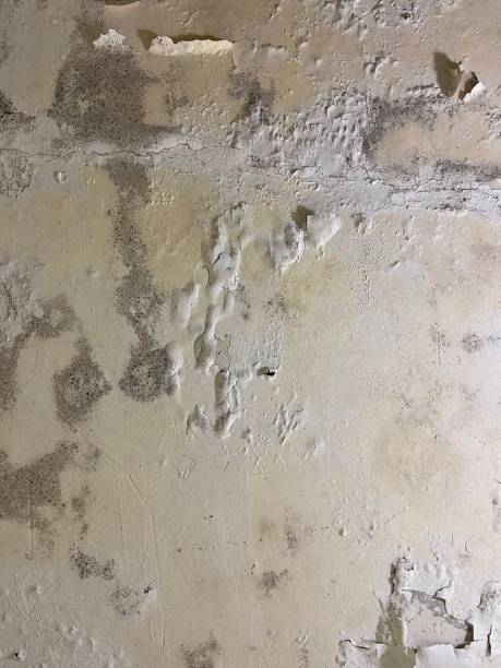 Best Mold Remediation  in Manasquan, NJ