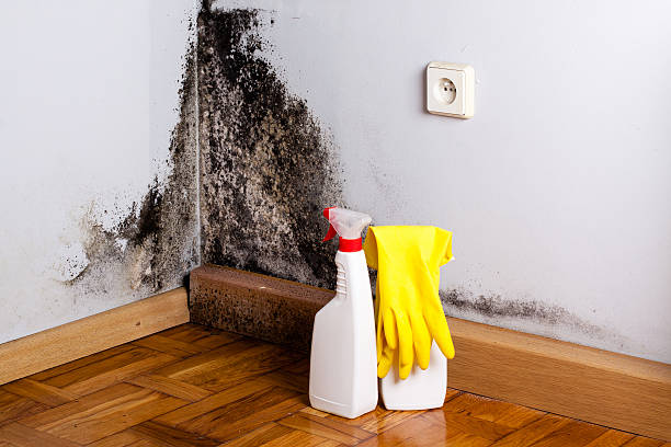 Best Toxic Mold Removal  in Manasquan, NJ