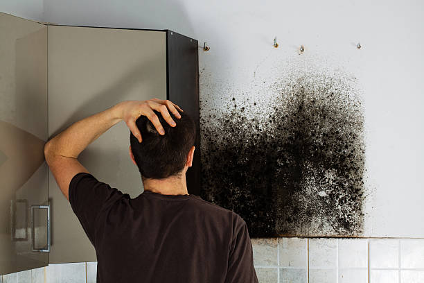 Best Mold Damage Repair  in Manasquan, NJ